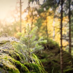 Wald